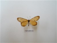 藏品(苧麻珍蝶)的圖片